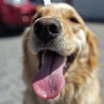 Dogs can sometimes tell if people are lying to them, study finds