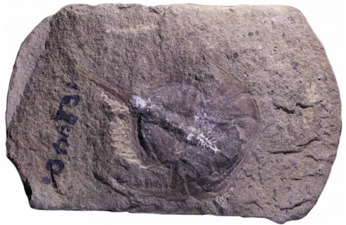 How fossilization preserved a 310-million-year-old horseshoe crab’s brain