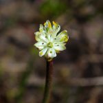 Meet the world’s newest carnivorous plant