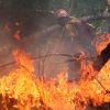 Siberian wildfires now bigger than all other fires in world combined