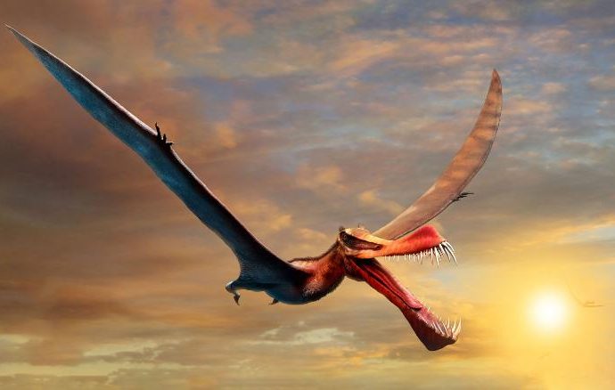 This terrifying ‘dragon’ was Australia’s largest flying reptile