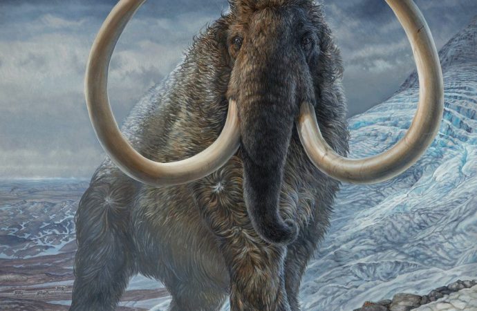Tusk reveals woolly mammoth’s massive lifetime mileage