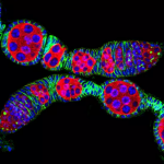 Dark regions of the genome may drive the evolution of new species