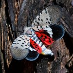 Meet the spotted lanternfly, the bug health officials are begging you to kill on sight