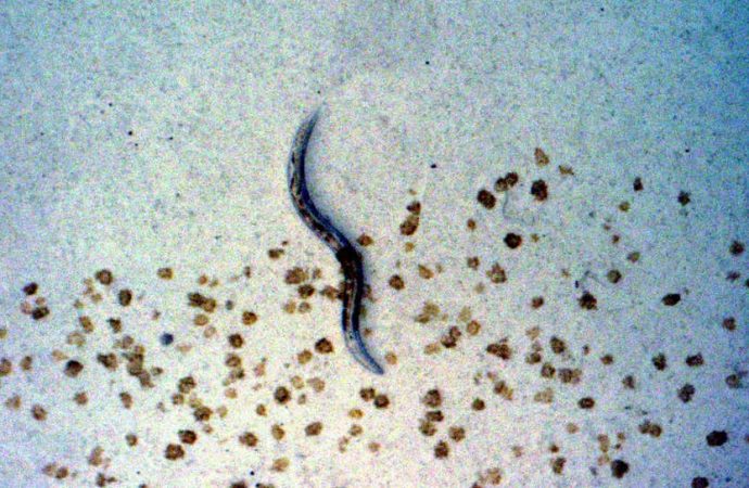 Scientists Figure Out How Nematodes Can Share Memories of Danger