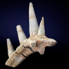 ‘Unprecedented’ dinosaur fossil with ‘totally weird’ spikes found in Africa