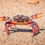 Animals Keep Evolving Into Crabs, and Scientists Don’t Know Why