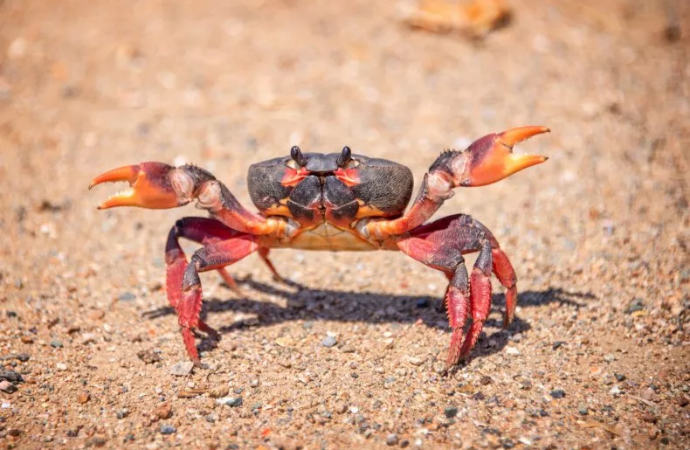 Animals Keep Evolving Into Crabs, and Scientists Don’t Know Why