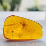 100-million-year-old crab preserved in amber