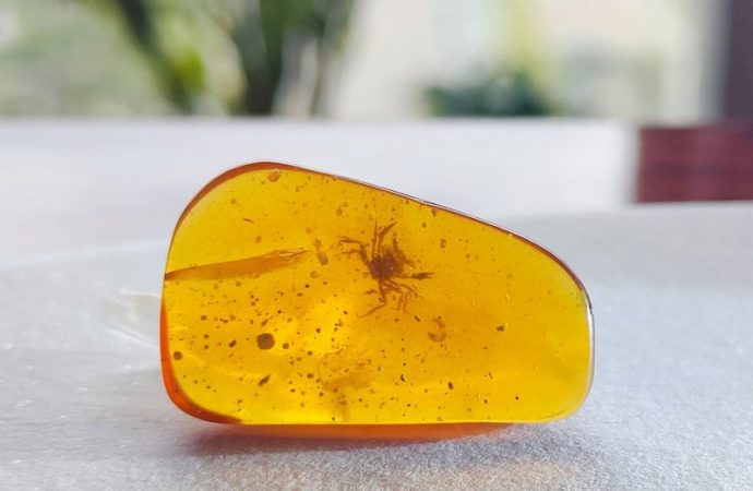 100-million-year-old crab preserved in amber