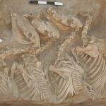 1st bioengineered hybrid animals discovered — in ancient Mesopotamia