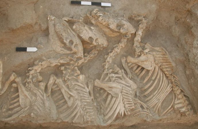 1st bioengineered hybrid animals discovered — in ancient Mesopotamia