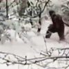 ‘Bigfoot’ Observed by Snowboarder in Colorado Rockies