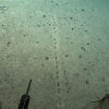 NOAA Scientists Found Strange Line of Holes 1.7 Miles Below the Atlantic Ocean Surface, What Could It Be?