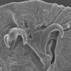 Scientists Have – Literally – Unearthed a Whole New Species of Tardigrade￼