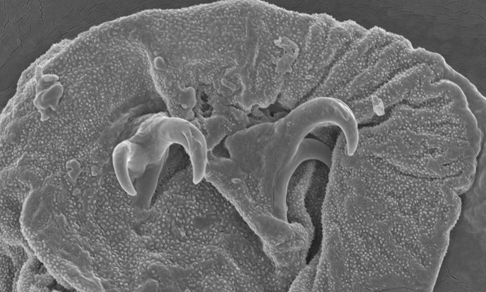 Scientists Have – Literally – Unearthed a Whole New Species of Tardigrade￼
