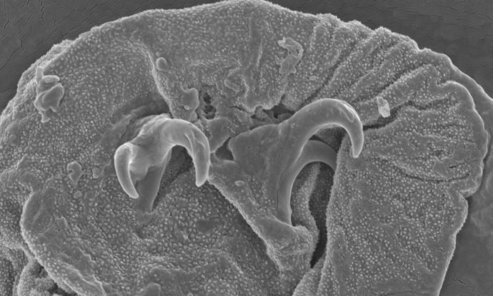 Scientists Have – Literally – Unearthed a Whole New Species of Tardigrade￼