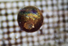 Metallic spheres found on Pacific floor are interstellar in origin, Harvard professor finds